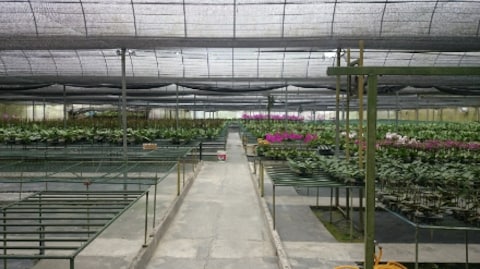 World of Phalaenopsis