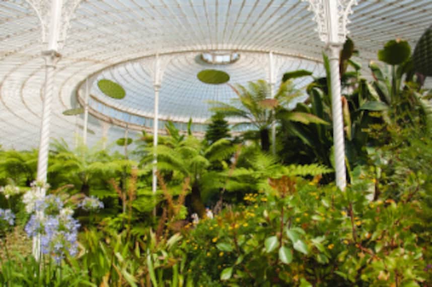 Glasgow_Botanic_Gardens_6