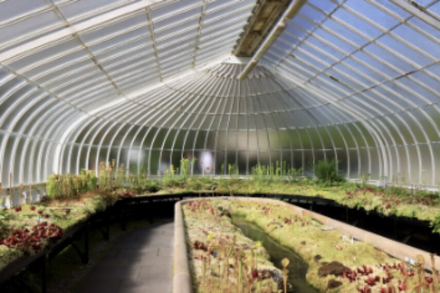 Glasgow_Botanic_Gardens_7