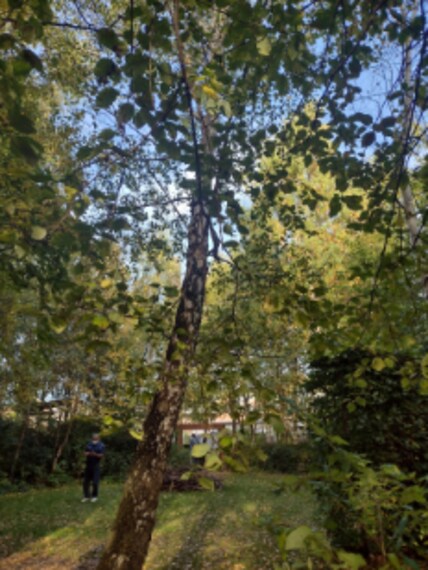 Glasgow_Hidden_Gardens_10