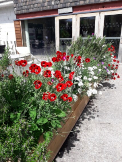 Glasgow_Hidden_Gardens_6