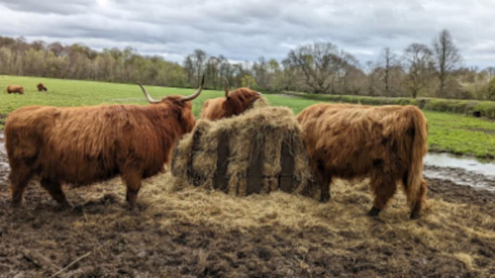 Glasgow_Pollok_Country_Park_4