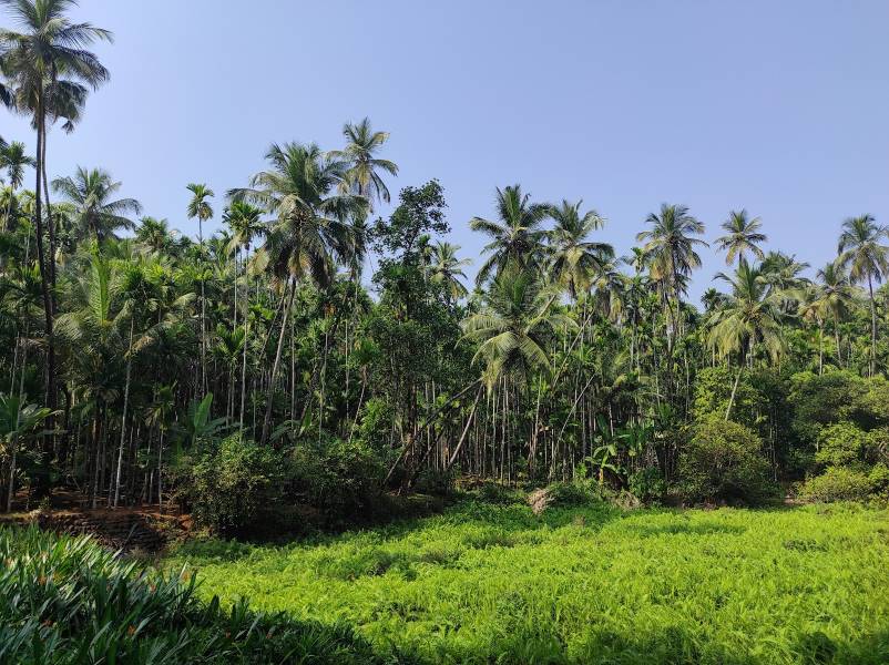 Goa_Savoi_Plantation_Savoi-Varem_3