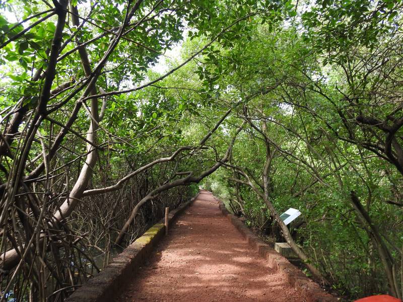 Goa_Dr._Salim_Ali_Bird_Sanctuary_2