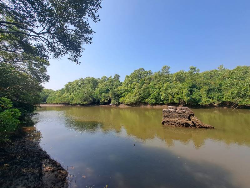 Goa_Dr._Salim_Ali_Bird_Sanctuary_4