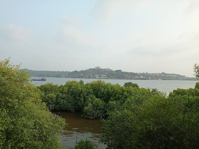 Goa_Dr._Salim_Ali_Bird_Sanctuary_7