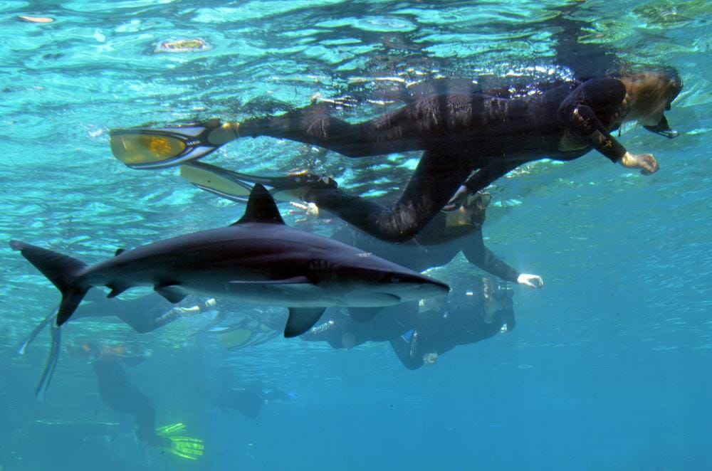 Gold_Coast_Scuba_Diving_1
