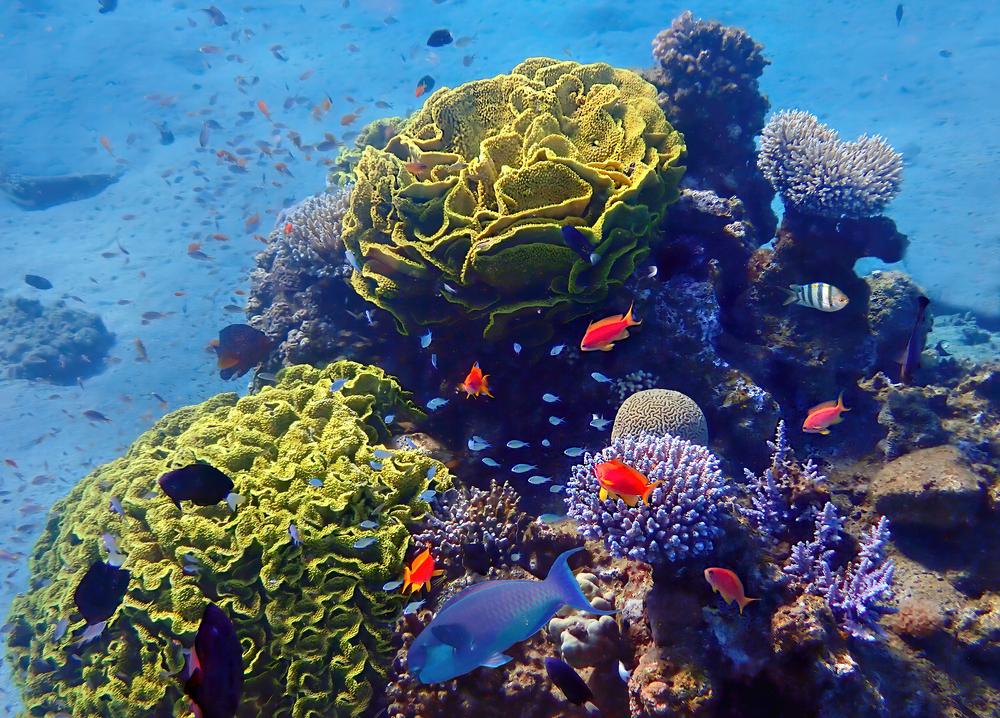 Gold_Coast_Scuba_Diving_2