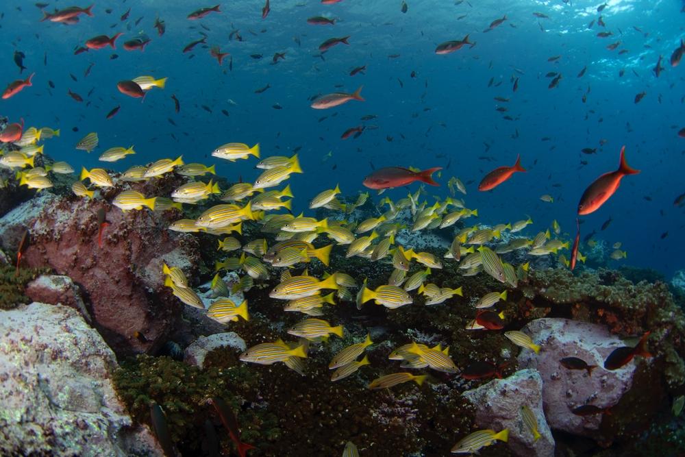 Gold_Coast_Scuba_Diving_3