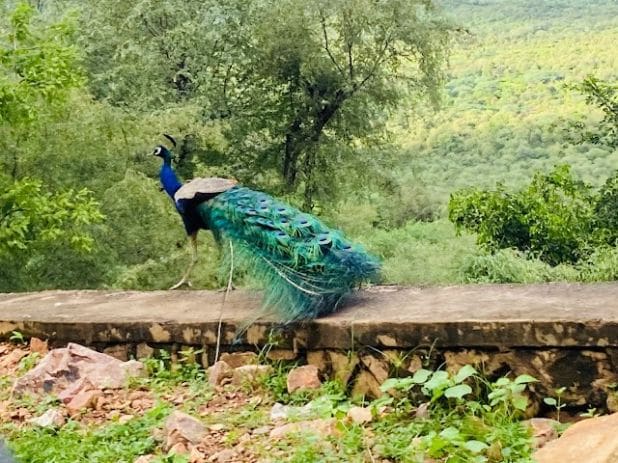 Sultanpur_bird_sanctuary_1