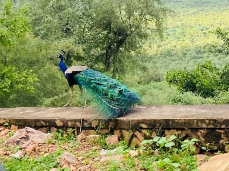 Sultanpur_bird_sanctuary_1