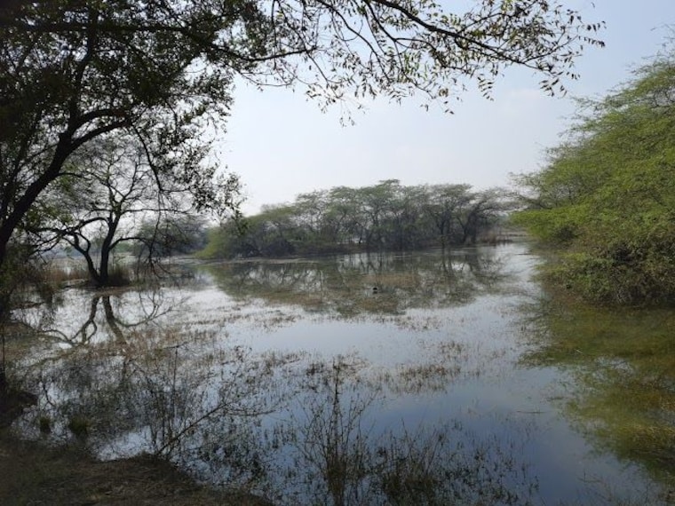 Sultanpur_bird_sanctuary_3