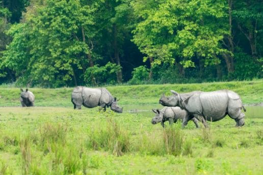 guwahati_kaziranga_national_park
