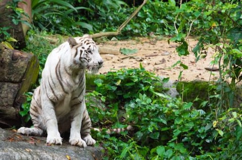 Assam State Zoo cum Botanical Garden