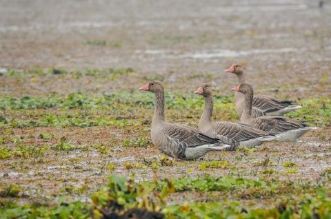 Visit Pobitora Wildlife Sanctuary