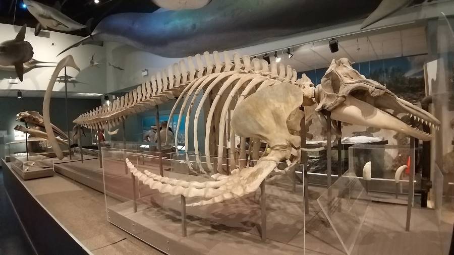 Halifax_Museum_of_Natural_History_10