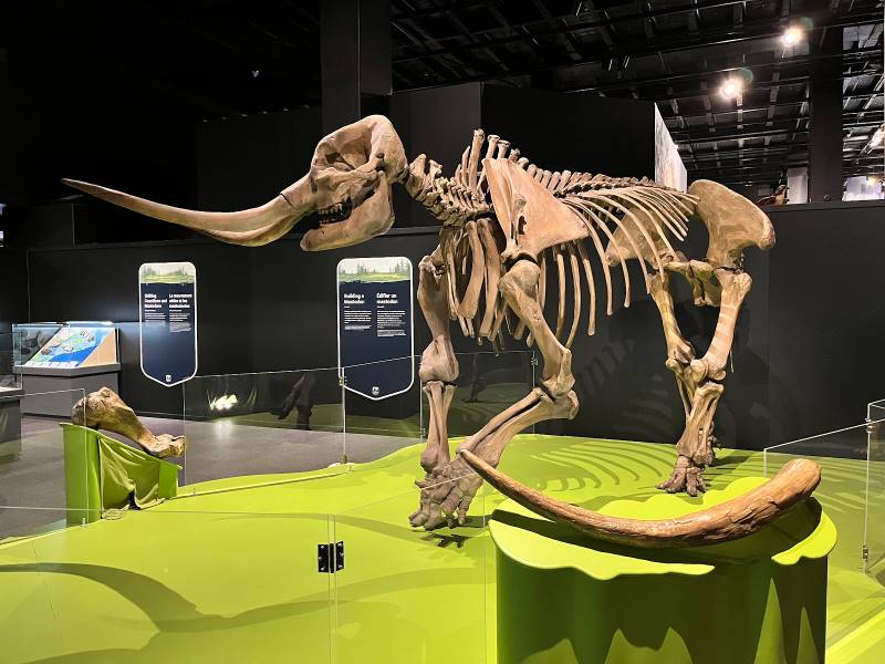 Halifax_Museum_of_Natural_History_6