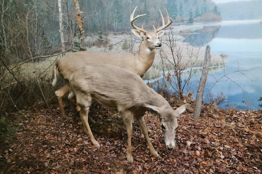 Halifax_Museum_of_Natural_History_7