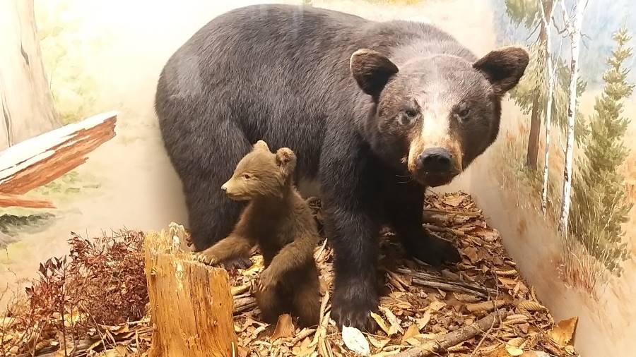 Halifax_Museum_of_Natural_History_8