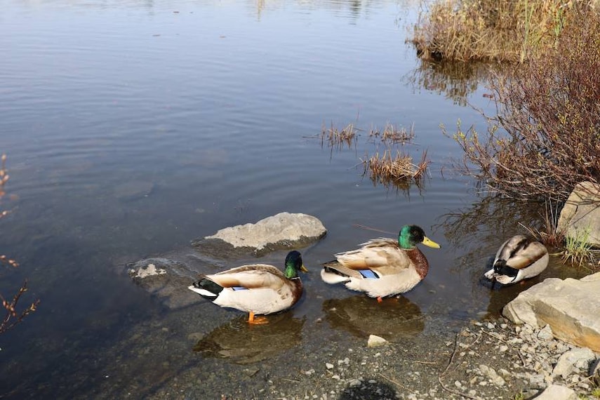 Halifax_Belchers_Marsh_Park_9