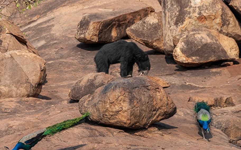 Hampi Daroji Sloth Bear Sanctuary Landscape Image