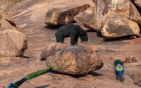 Daroji Sloth Bear Sanctuary