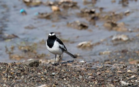 Rajaji National Park Near Haridwar