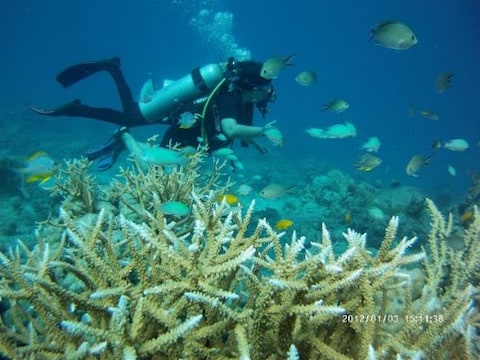 Scuba Diving