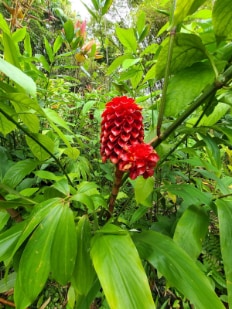 Hawaii_Hawaii_Tropical_Botanical_Garden_10