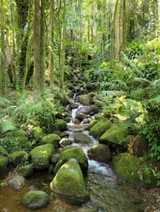 Hawaii_Hawaii_Tropical_Botanical_Garden_6