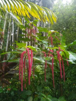 Hawaii_Hawaii_Tropical_Botanical_Garden_7