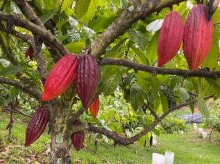 Hawaii_Lydgate_Farms_Kauai_Chocolate_1