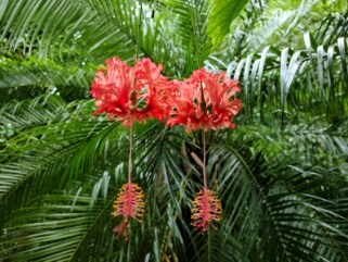 Hawaii_Lydgate_Farms_Kauai_Chocolate_5