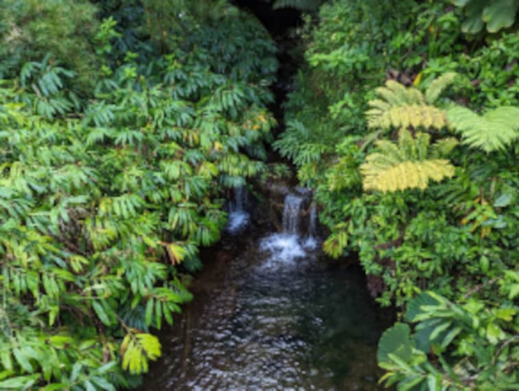 Hawaii_Akaka_Falls_State_Park_2
