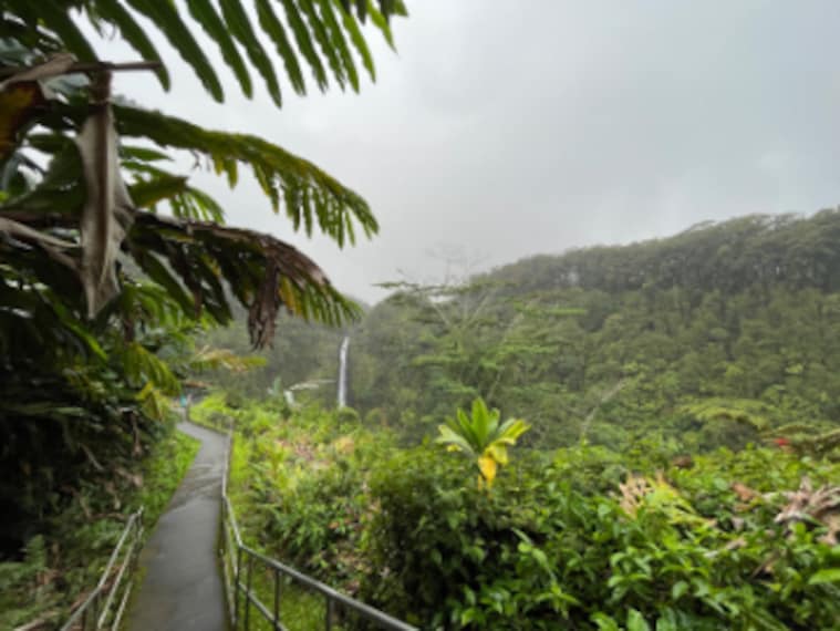Hawaii_Akaka_Falls_State_Park_7