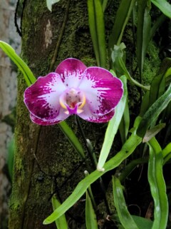 Hawaii Tropical Botanical Garden