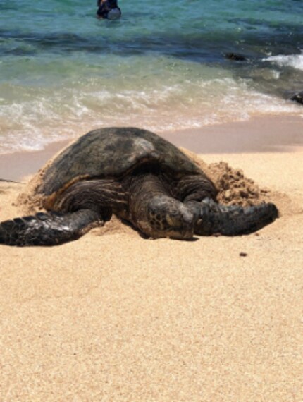 Hawaii_Hookipa_Beach_Park_2