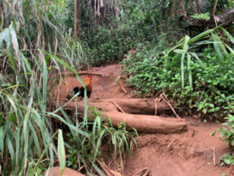 Hawaii_Queens_Bath_5
