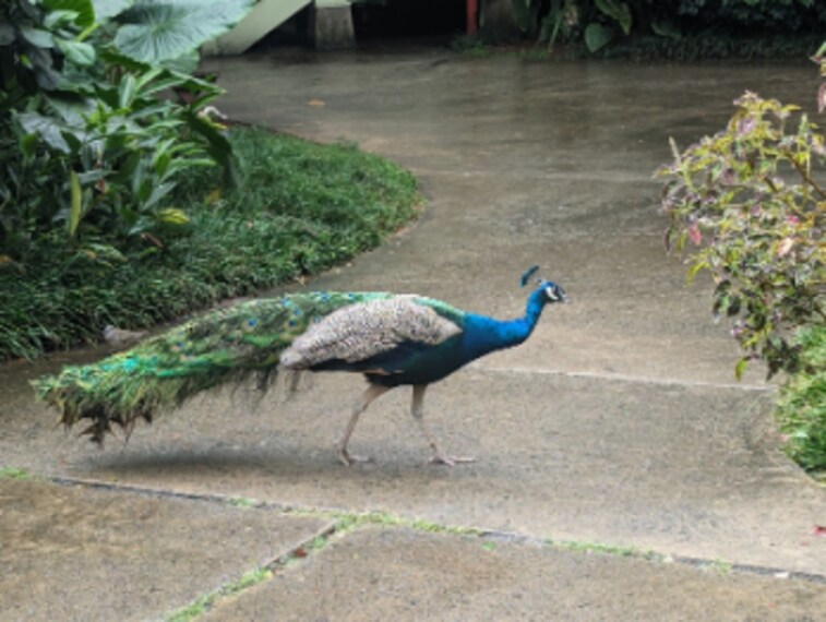 Hawaii_Waimea_Valley_5