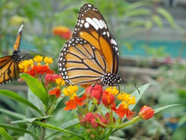 Hiroshima_City_Forest_Park_Insectarium_5