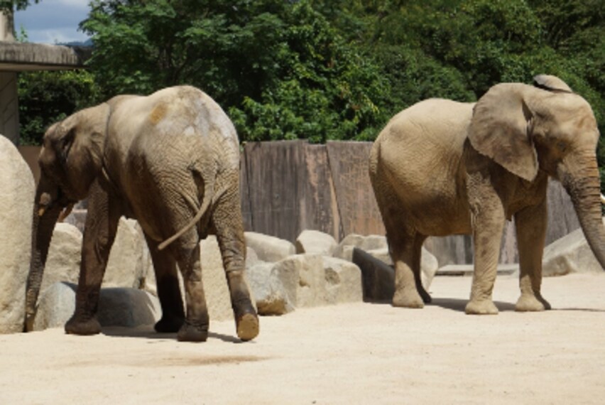 Hiroshima_Asa_Zoo_1