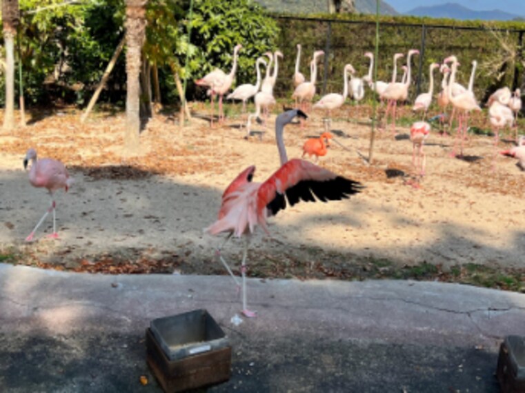 Hiroshima_Asa_Zoo_4