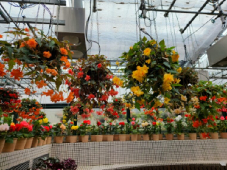 Hiroshima_Botanical_Garden_7