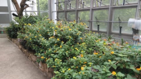 Hiroshima City Forest Park Insectarium