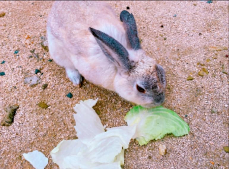 Hiroshima_Okunoshima_1