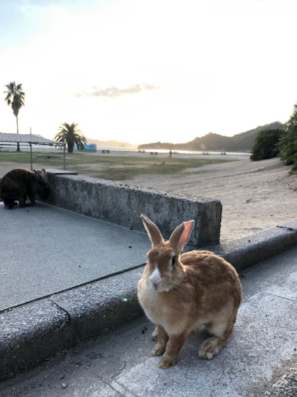 Hiroshima_Okunoshima_8