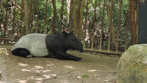 Asa Zoo