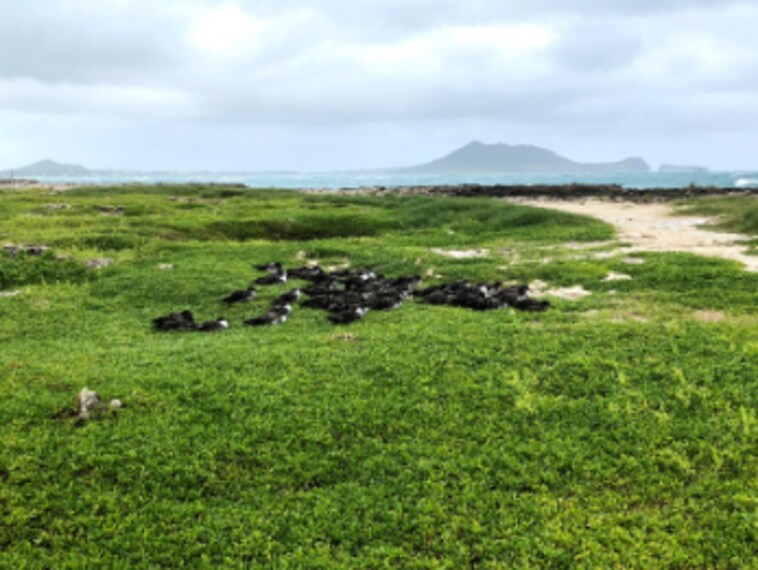 Honolulu_Flat_Island_10