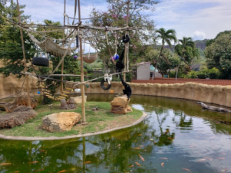 Honolulu_Honolulu_Zoo_10