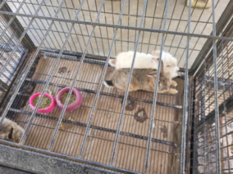 Honolulu_Lawrence_Lovestock_2